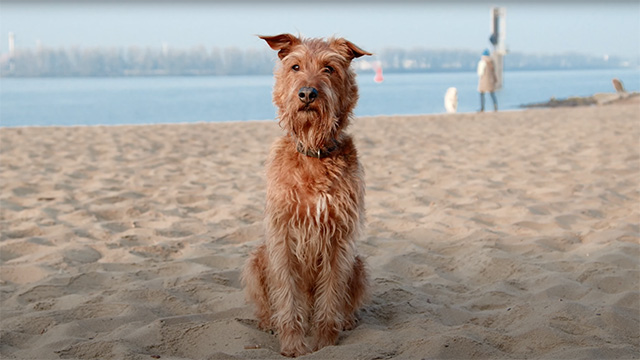 Produktfilm Hunde DOGGIEWALKER